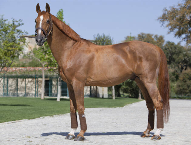 FIRA MÉTODO X BALOUBET DU ROUET